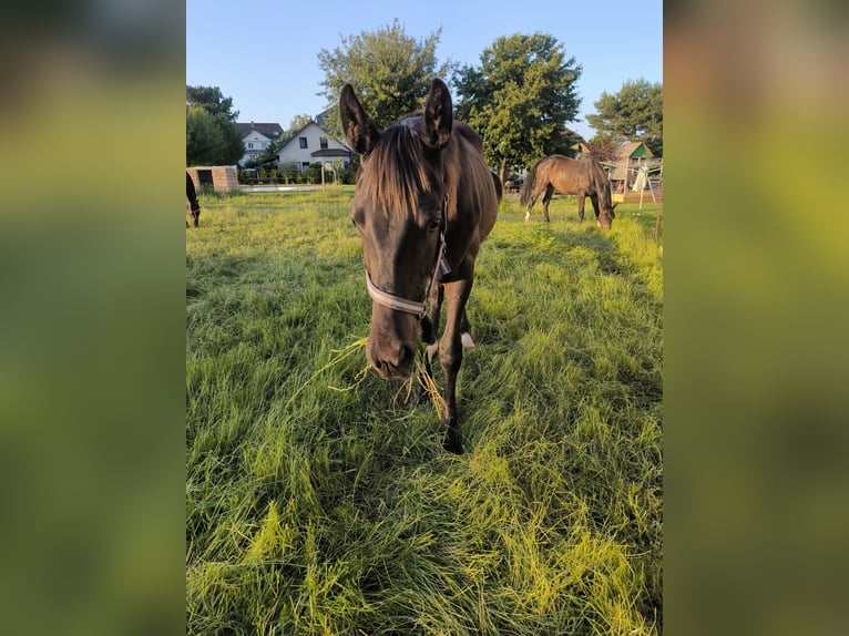 Deutsches Sportpferd Hengst 1 Jahr 153 cm Schwarzbrauner in Mittelbach bei Chemnitz