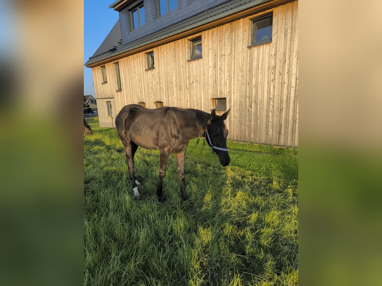 Deutsches Sportpferd Hengst 1 Jahr 153 cm Schwarzbrauner in Mittelbach bei Chemnitz