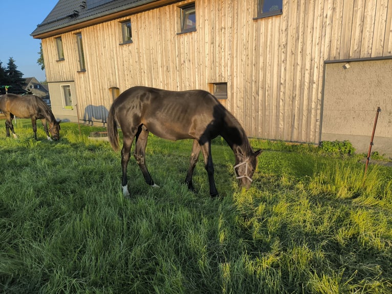 Deutsches Sportpferd Hengst 1 Jahr 153 cm Schwarzbrauner in Mittelbach bei Chemnitz