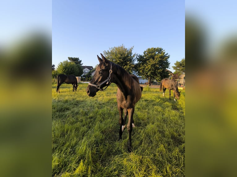 Deutsches Sportpferd Hengst 1 Jahr 153 cm Schwarzbrauner in Mittelbach bei Chemnitz