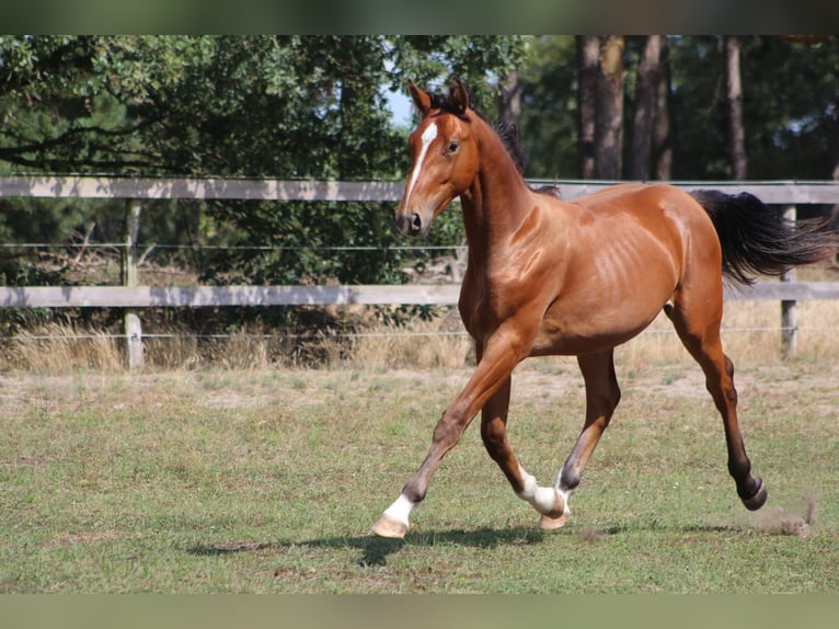 Deutsches Sportpferd Hengst 1 Jahr 155 cm Brauner in Tremsdorf