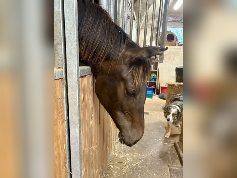 Deutsches Sportpferd Hengst 1 Jahr 156 cm Dunkelbrauner in ZittauOberseifersdorf