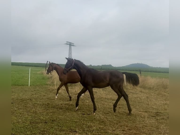 Deutsches Sportpferd Hengst 1 Jahr 156 cm Dunkelbrauner in ZittauOberseifersdorf