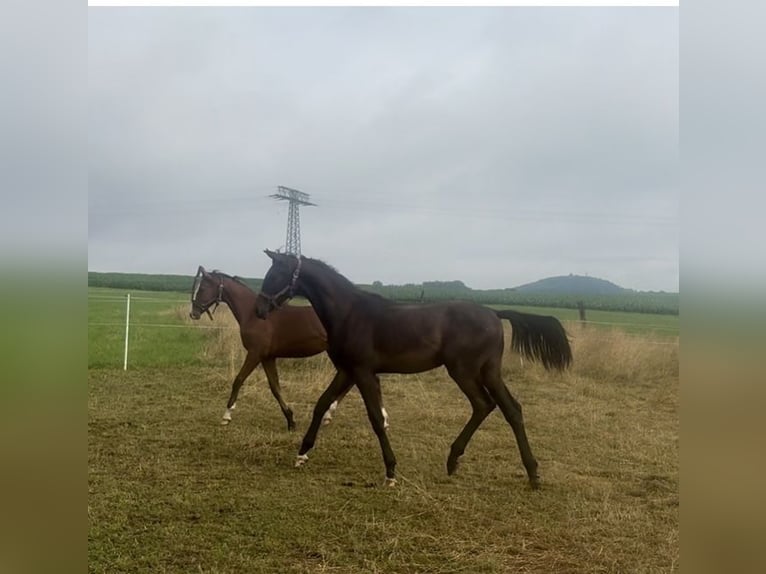 Deutsches Sportpferd Hengst 1 Jahr 156 cm Dunkelbrauner in ZittauOberseifersdorf