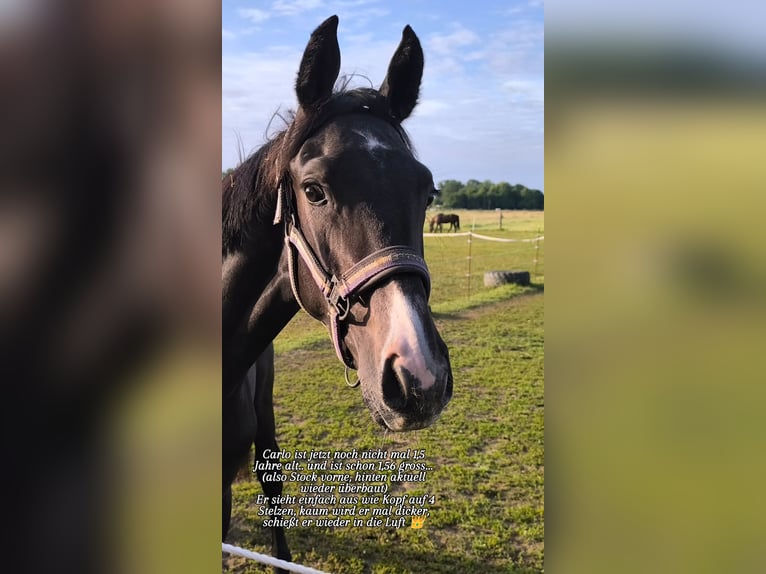 Deutsches Sportpferd Hengst 1 Jahr 156 cm Kann Schimmel werden in Ingolstadt