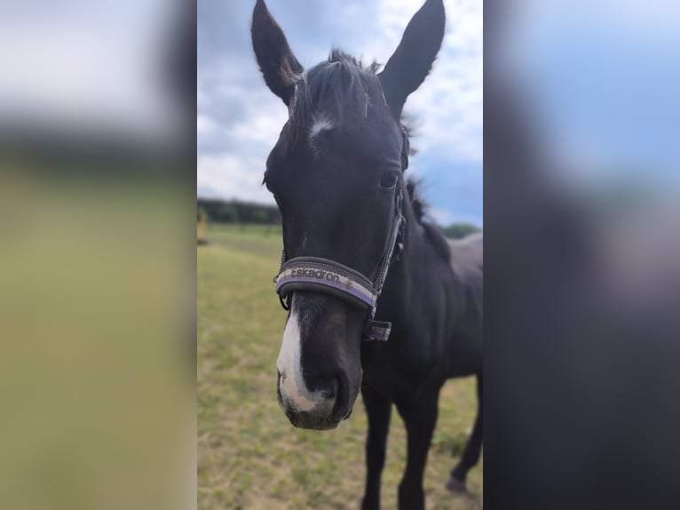 Deutsches Sportpferd Hengst 1 Jahr 156 cm Kann Schimmel werden in Ingolstadt