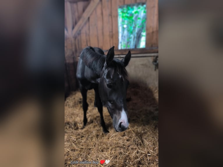 Deutsches Sportpferd Hengst 1 Jahr 156 cm Kann Schimmel werden in Ingolstadt