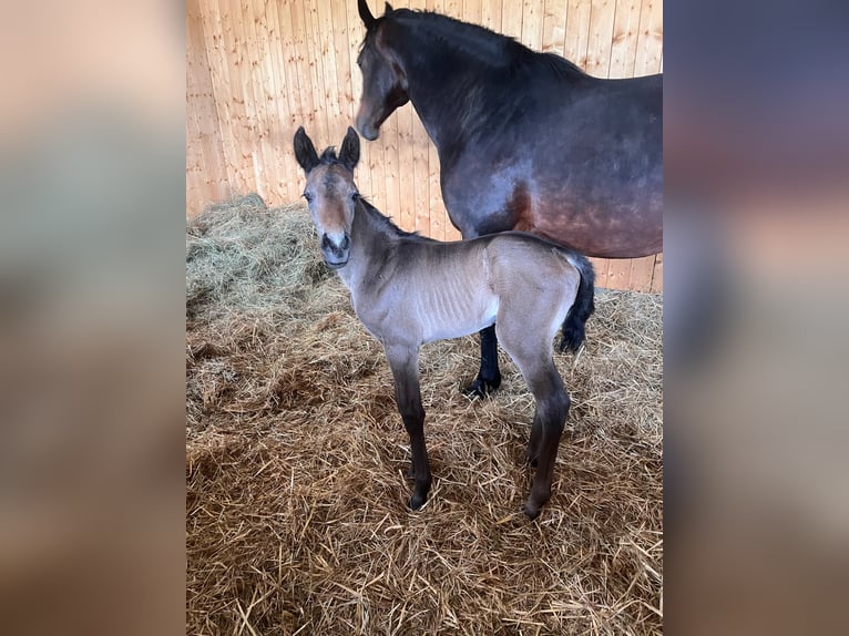 Deutsches Sportpferd Hengst 1 Jahr 156 cm Kann Schimmel werden in Spremberg