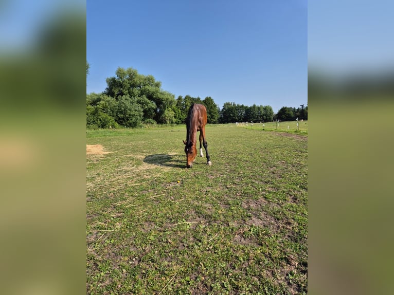 Deutsches Sportpferd Hengst 1 Jahr 163 cm Brauner in Dessau