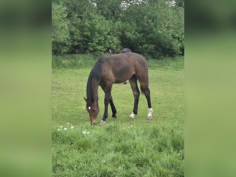 Deutsches Sportpferd Hengst 1 Jahr 163 cm Brauner in Dessau