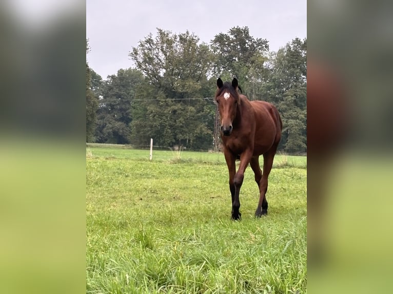 Deutsches Sportpferd Hengst 1 Jahr 165 cm Brauner in Vetschau