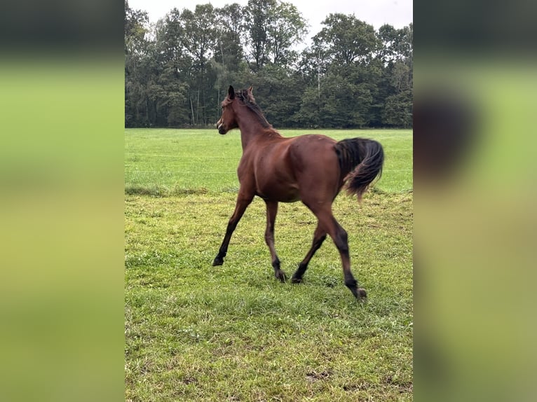 Deutsches Sportpferd Hengst 1 Jahr 165 cm Brauner in Vetschau