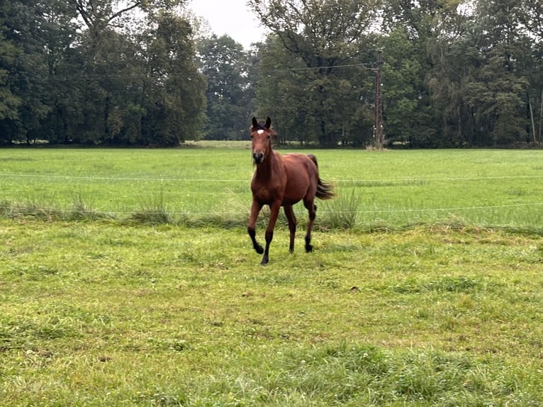 Deutsches Sportpferd Hengst 1 Jahr 165 cm Brauner in Vetschau