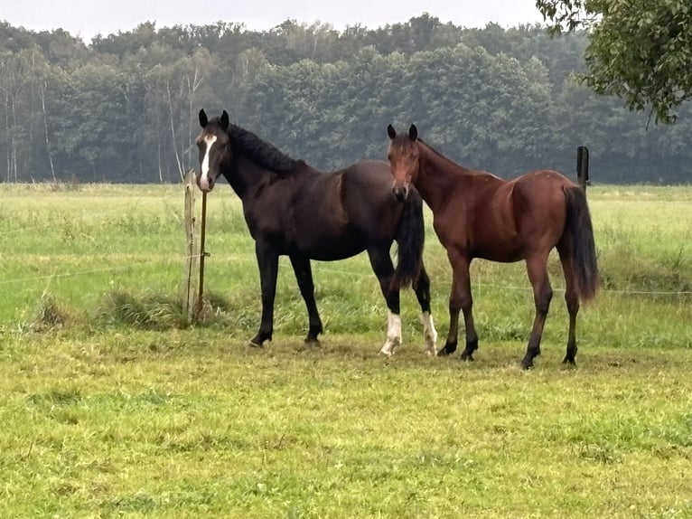 Deutsches Sportpferd Hengst 1 Jahr 165 cm Brauner in Vetschau