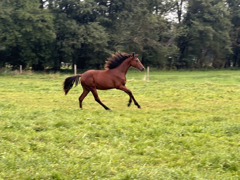 Deutsches Sportpferd Hengst 1 Jahr 165 cm Brauner in Vetschau