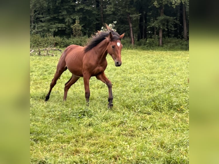 Deutsches Sportpferd Hengst 1 Jahr 165 cm Brauner in Vetschau