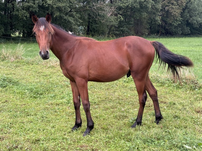 Deutsches Sportpferd Hengst 1 Jahr 165 cm Brauner in Vetschau