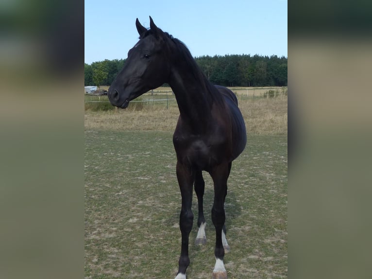 Deutsches Sportpferd Hengst 1 Jahr 165 cm Rappe in Großhennersdorf