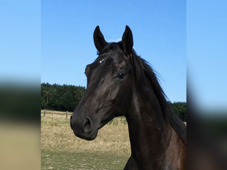 Deutsches Sportpferd Hengst 1 Jahr 165 cm Rappe in Großhennersdorf