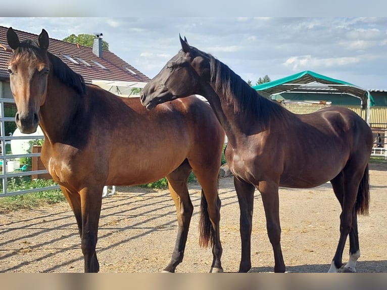 Deutsches Sportpferd Hengst 1 Jahr 165 cm Rappe in Großhennersdorf