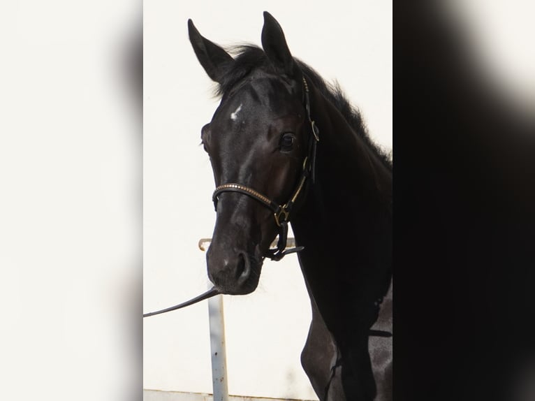 Deutsches Sportpferd Hengst 1 Jahr 165 cm Rappe in Großhennersdorf