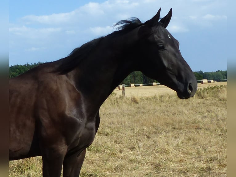 Deutsches Sportpferd Hengst 1 Jahr 165 cm Rappe in Großhennersdorf
