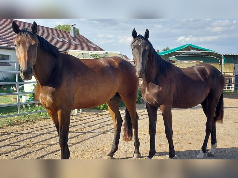 Deutsches Sportpferd Hengst 1 Jahr 165 cm Rappe in Großhennersdorf
