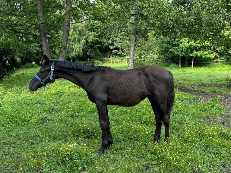 Deutsches Sportpferd Hengst 1 Jahr 165 cm Rappe in Pieńsk