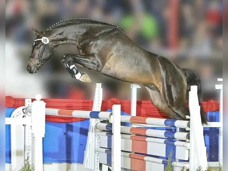 Deutsches Sportpferd Hengst 1 Jahr 165 cm Rappe in Pieńsk