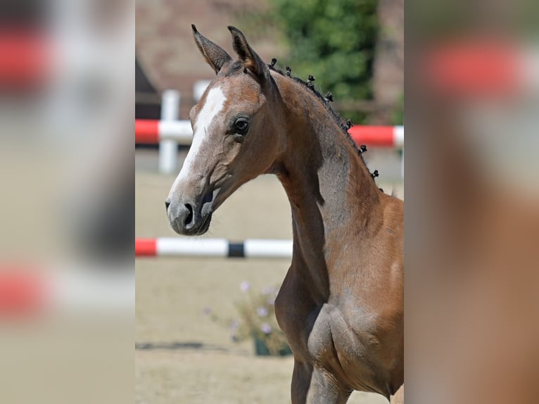 Deutsches Sportpferd Hengst 1 Jahr 165 cm Schimmel in Otterberg