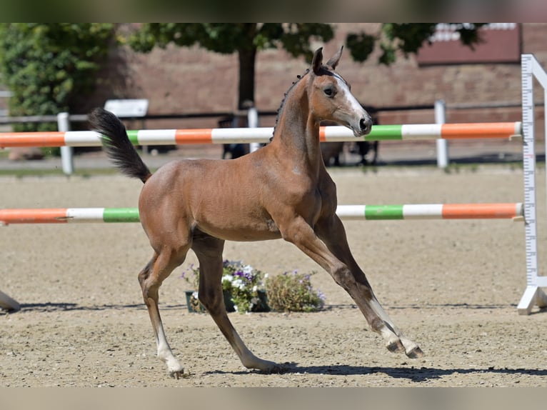 Deutsches Sportpferd Hengst 1 Jahr 165 cm Schimmel in Otterberg