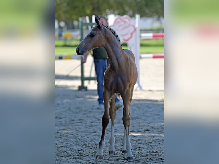 Deutsches Sportpferd Hengst 1 Jahr 165 cm Schimmel in Otterberg