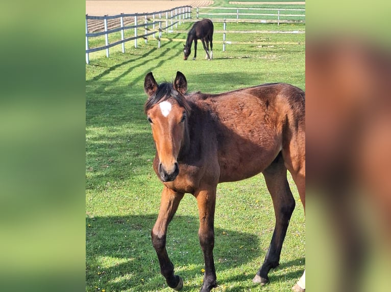 Deutsches Sportpferd Hengst 1 Jahr 167 cm Brauner in K&#xF6;nigsmoos