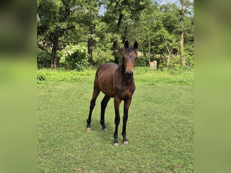 Deutsches Sportpferd Hengst 1 Jahr 168 cm Brauner in Tann