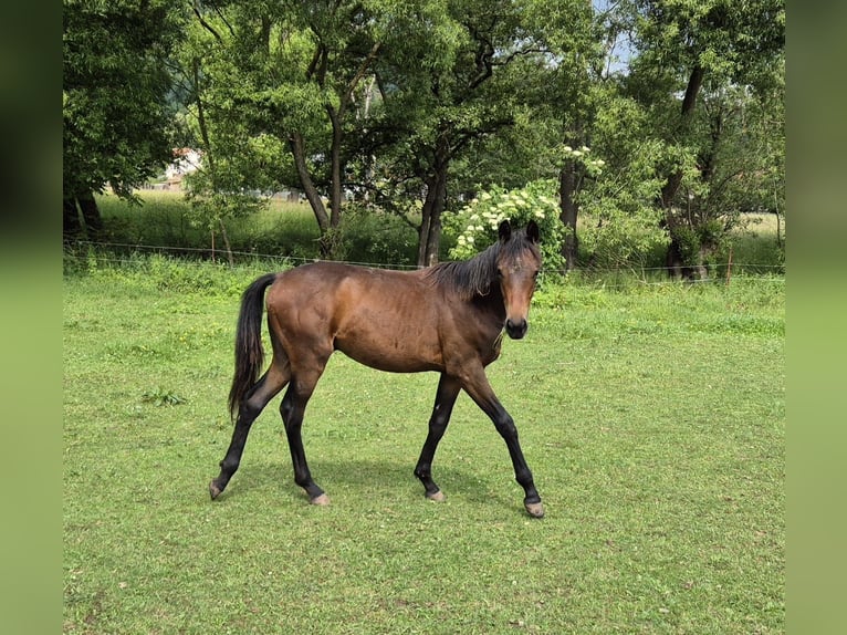 Deutsches Sportpferd Hengst 1 Jahr 168 cm Brauner in Tann