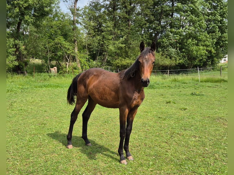 Deutsches Sportpferd Hengst 1 Jahr 168 cm Brauner in Tann