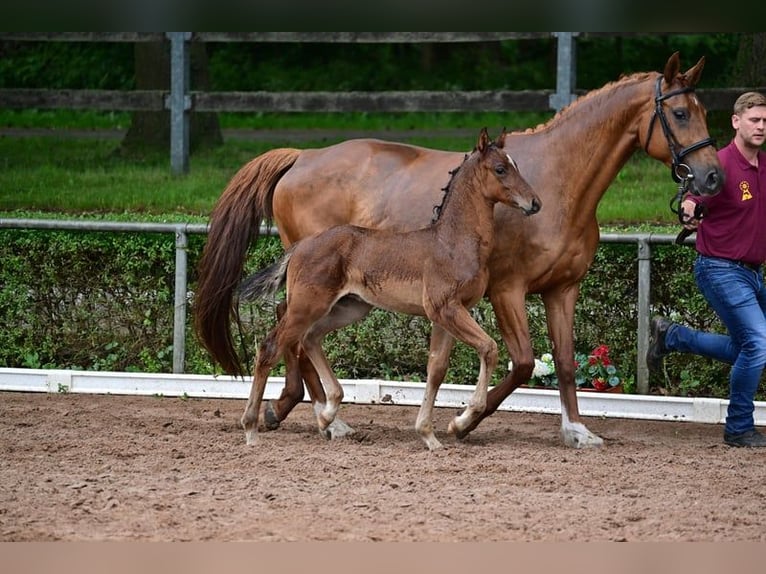 Deutsches Sportpferd Hengst 1 Jahr 168 cm Brauner in Burgstall