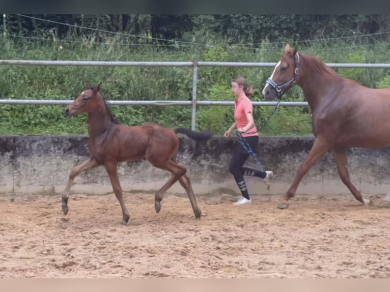 Deutsches Sportpferd Hengst 1 Jahr 168 cm in Wehringen