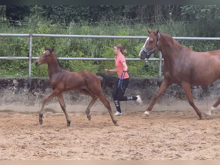 Deutsches Sportpferd Hengst 1 Jahr 168 cm in Wehringen