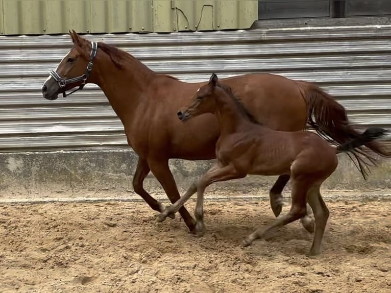 Deutsches Sportpferd Hengst 1 Jahr 168 cm in Wehringen