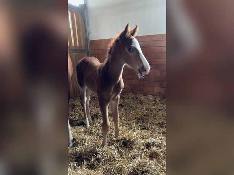 Deutsches Sportpferd Hengst 1 Jahr 168 cm Dunkelfuchs in Haarbach