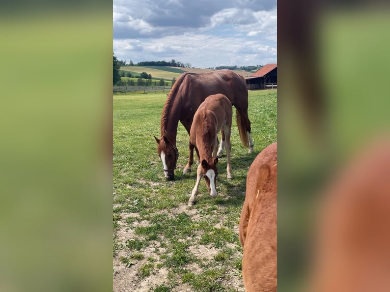 Deutsches Sportpferd Hengst 1 Jahr 168 cm Dunkelfuchs in Haarbach