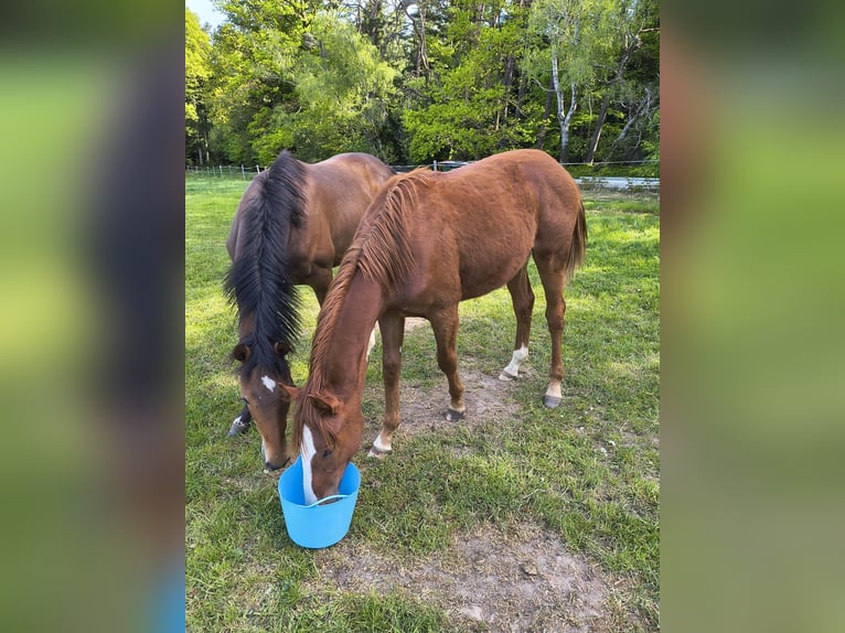 Deutsches Sportpferd Hengst 1 Jahr 168 cm Dunkelfuchs in Haarbach