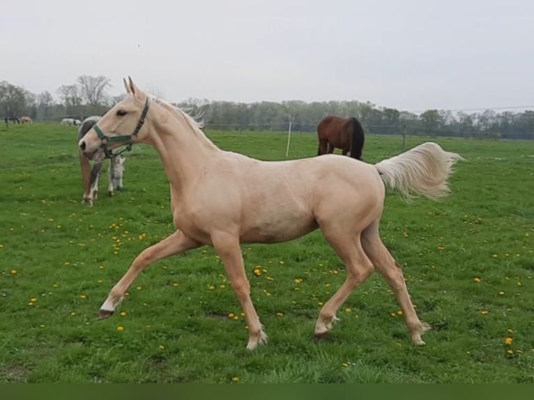 Deutsches Sportpferd Hengst 1 Jahr 168 cm Palomino in Friesack