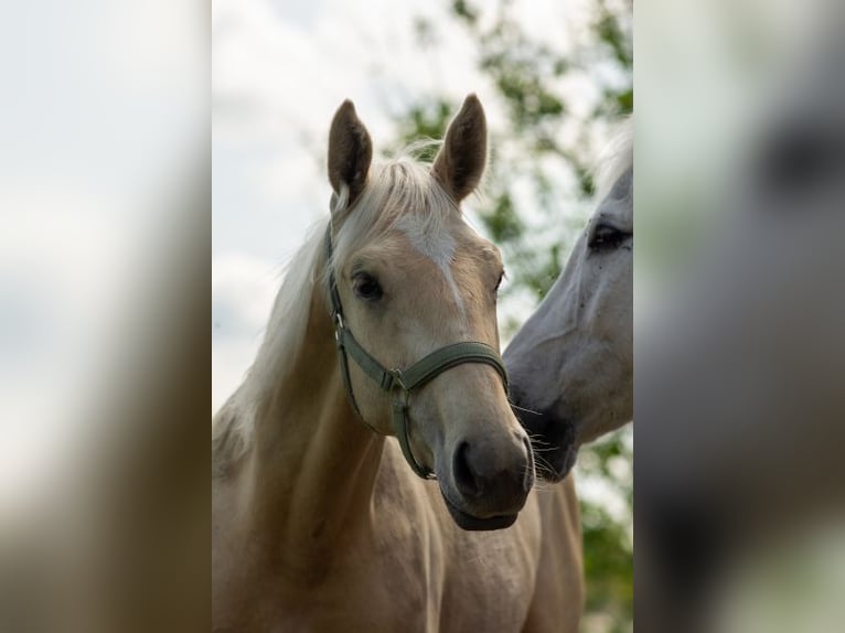 Deutsches Sportpferd Hengst 1 Jahr 168 cm Palomino in Friesack