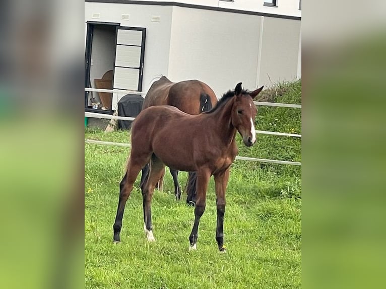 Deutsches Sportpferd Hengst 1 Jahr 169 cm Brauner in Scheßlitz