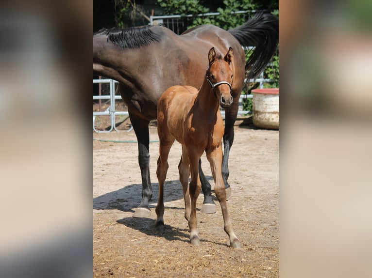 Deutsches Sportpferd Hengst 1 Jahr 170 cm Brauner in Leest