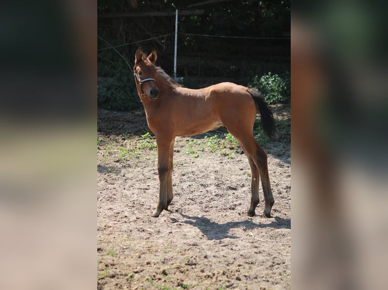 Deutsches Sportpferd Hengst 1 Jahr 170 cm Brauner in Leest