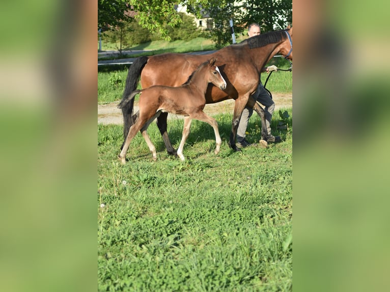 Deutsches Sportpferd Hengst 1 Jahr 170 cm Brauner in Eppendorf