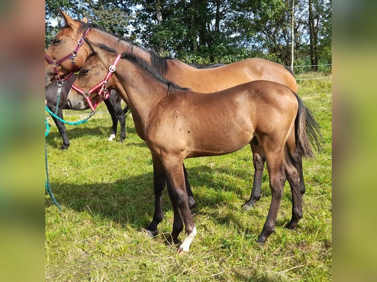 Deutsches Sportpferd Hengst 1 Jahr 170 cm Brauner in Eppendorf
